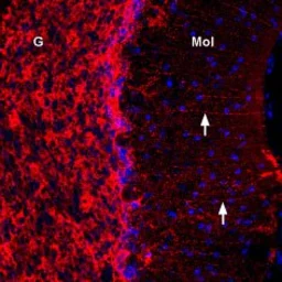 Anti-Connexin 43 antibody used in Western Blot (WB). GTX54818